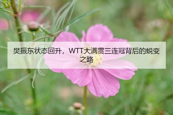 樊振东状态回升，WTT大满贯三连冠背后的蜕变之路